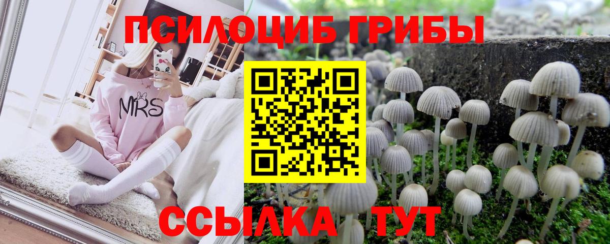 Псилоцибиновые грибы Psilocybine cubensis Кувандык